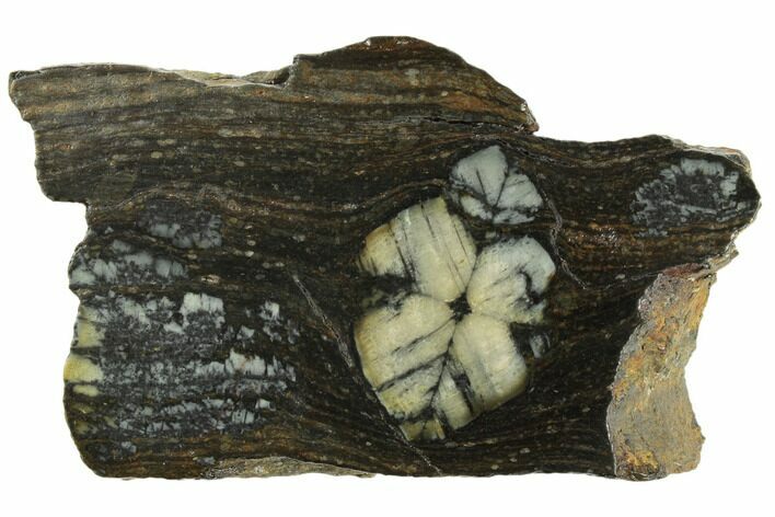 Polished Chiastolite Andalusite - Spain #195332